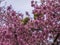 Green Feral parakeets parrot near ping purple blossoms in Great Britain, Hyde Park,  London, UK.