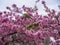 Green Feral parakeets parrot near ping purple blossoms in Great Britain, Hyde Park,  London, UK.