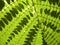 Green Fern