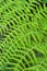 Green Fern