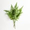 Green Fern Against White Background: Symbolic Props In American Studio Craft Movement