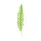 Green Fern as Vascular Plant with Stem and Complex Leaves Vector Illustration