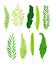 Green Fern as Vascular Plant with Stem and Complex Leaves Vector Set