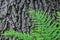 Green fern branches on the background of tree bark. Natural background