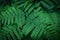 Green fern bright background with dark vignette