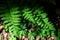 Green fern bright sunny background with dark shadow