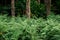 Green fern bush lush fresh pure natural forest background
