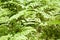 Green fern bush pattern closeup view