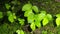 Green fern detail nature in the rain forest with moss