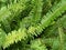 A green fern without a flower in natural light. the photo was taken in the courtyard of a house in Vietnam during the day without