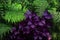 Green Fern Foliage Purple Plant