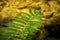 Green fern frond over clear water, Sugar River, New Hampshire.