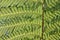 Green fern fronds