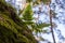 Green fern growing on a rock wall covered with moss with blurred trees and sky in the background