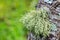 Green fern growth on the bark of tree. Selective focus on fern a