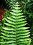 Green Fern Hawaii Island