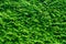Green fern hedge