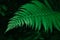 Green fern leaf on a dark green background. Natural ferns pattern. Image close up. Copy, empty space for text