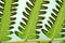 Green fern leaf with dot of spore plant in tropical forest.