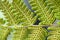 Green fern leaf with dot of spore plant in tropical forest.