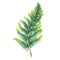 Green fern leaf. Polypodiopsida.