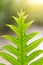 Green fern leaf tropical rainforest plant