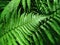 Green fern leafs background