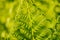 Green fern leafs with defocused vibrant background