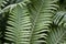 Green fern leafs floral background