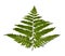 Green fern leave