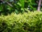 Green Fern Leaves,background