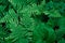 Green fern leaves background