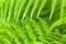 Green Fern Leaves in Blurred Natural Background