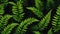 Green fern leaves in dark color background. Artistic Digital painting style. Generative AI