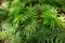 Green fern leaves in a forest, top view photo. Fern leaf texture in natural environment. Leaf meadow in sunlight