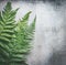 Green fern leaves on gray rustic concrete background , top view