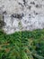 Green fern leaves growing fast among green bushes