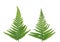 Green Fern leaves look like natural Christmas tree on white background with copy space for your own text. New Zealand symbol