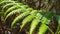 Green fern leaves in nature. Pteridium aquilinum or common fern, also known as eagle fern, and Eastern brake fern