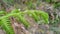 Green fern leaves in nature. Pteridium aquilinum or common fern, also known as eagle fern, and Eastern brake fern