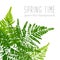 Green fern leaves paint prints isolated on white background