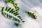 green fern leaves in snow