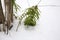 Green fern leaves under snow in winter