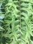 green fern leaves wallpapper
