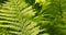 green fern leaves in windy weather in summer