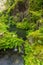 Green fern and little waterfall in takachiho gorge, Miyazaki, Japan