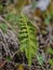 Green fern moonwort Bortychium lunaria