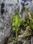 Green fern moonwort Bortychium lunaria