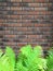 Green fern and moss on brick wall for texture background