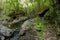 Green fern and mountain creek in Malabotta Wood